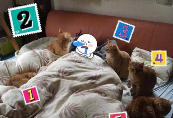 娱乐吃瓜酱橘猫,娱乐界的“喵星人”